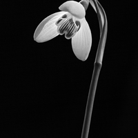 Snowdrop portraits