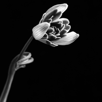 Snowdrop portraits
