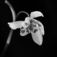 Snowdrop portraits