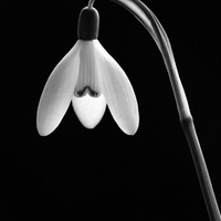 Snowdrop portraits