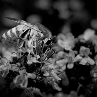 Spring is coming