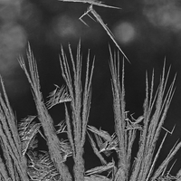 Frost On My Windows