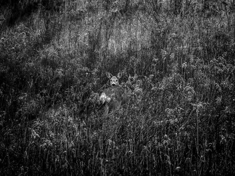 Hidden gaze