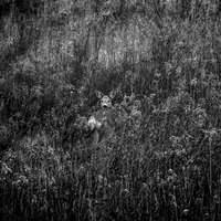Hidden gaze