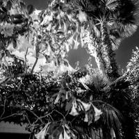 Spirits of Tangier