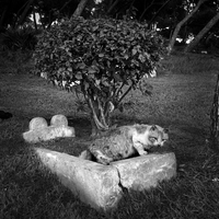 Spirits of Tangier