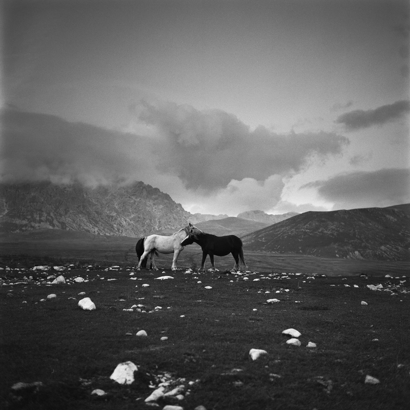 Cosmic horses