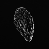 Nopal, from the Series: Nagüí (estudios de luz).