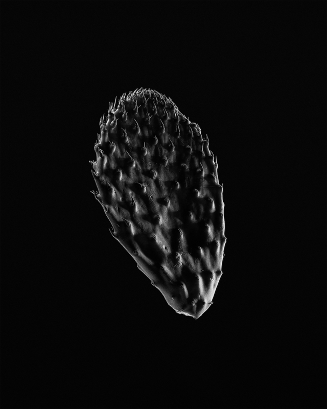 Nopal, from the Series: Nagüí (estudios de luz).