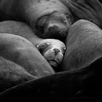 Nap