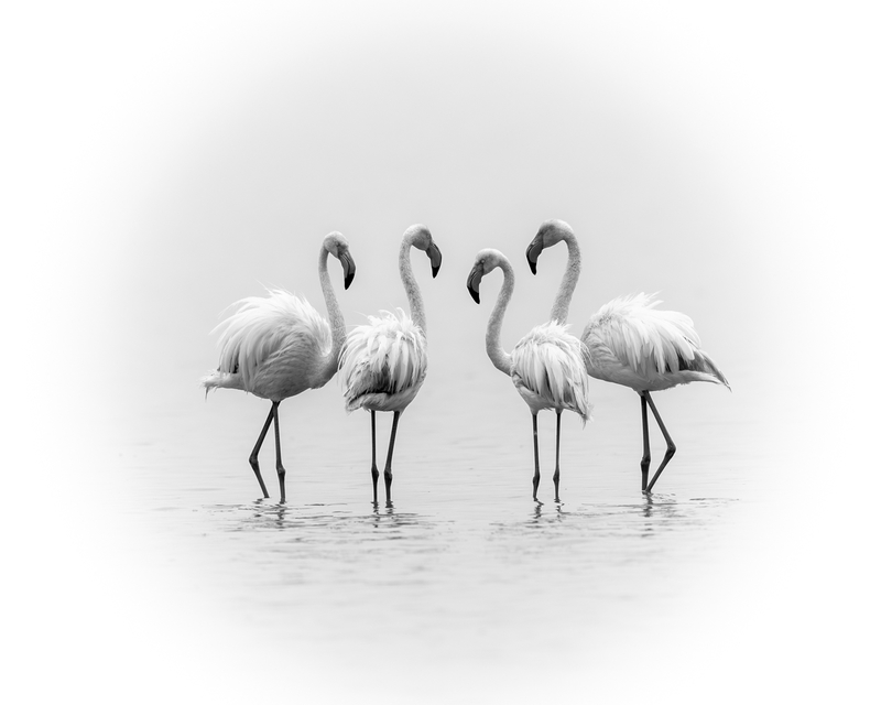 Fabulous Four