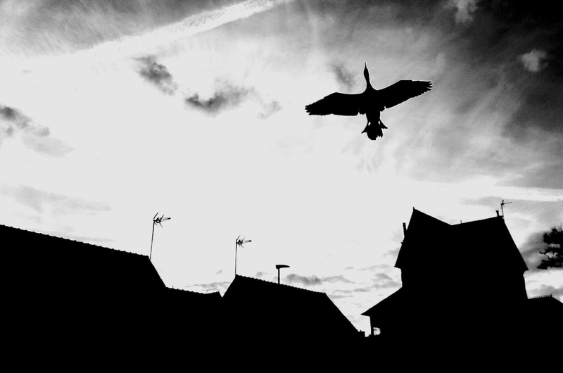 The Twilight Stork