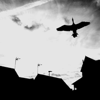 The Twilight Stork