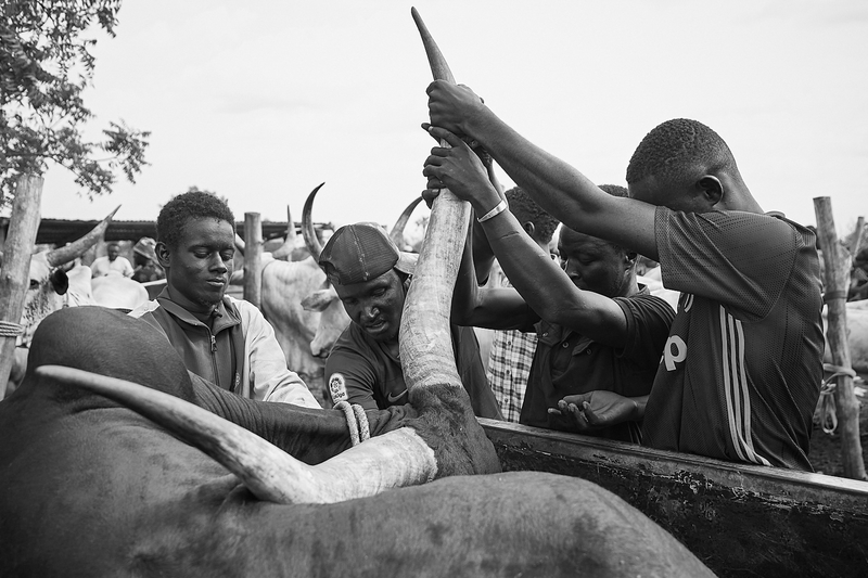 Livestock markets in Western Africa
