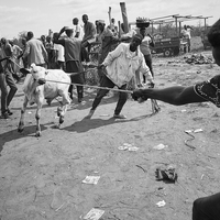 Livestock markets in Western Africa