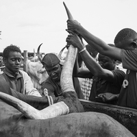 Livestock markets in Western Africa