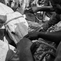 Livestock markets in Western Africa