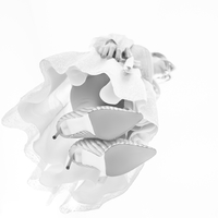 White Lady