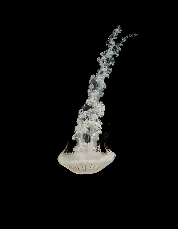 Jelly fish