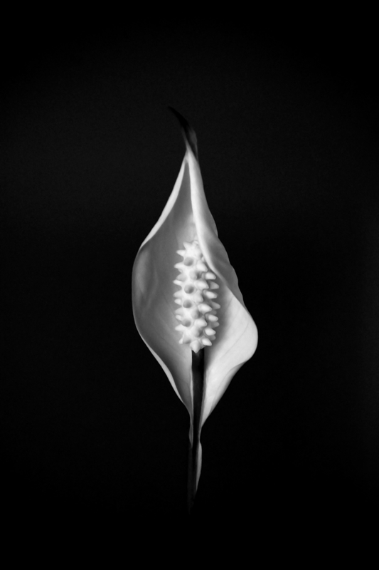 Purity