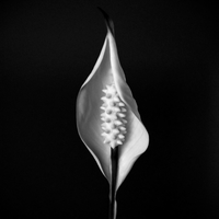 Purity