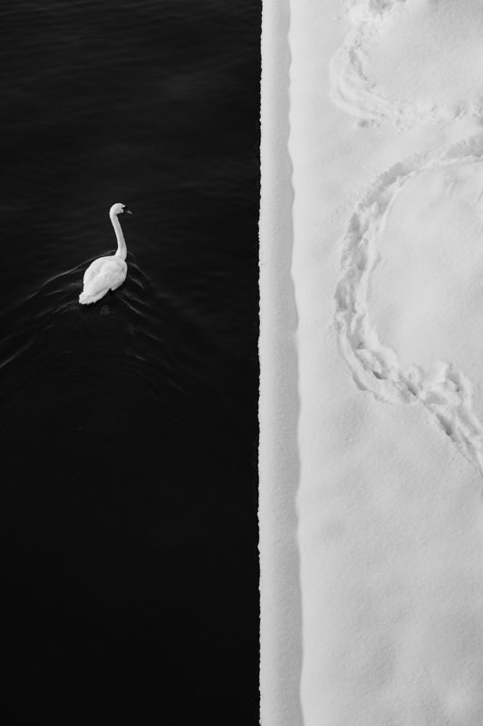 Swan