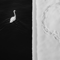 Swan