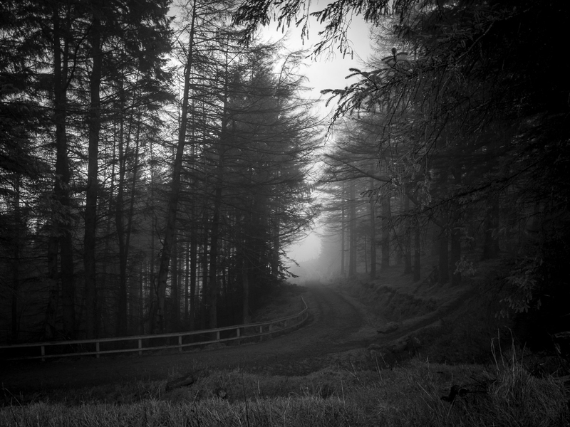 Foggy forest