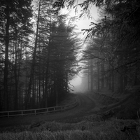 Foggy forest