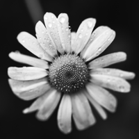 Après la pluie, la poésie 