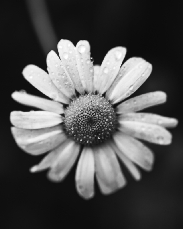 Après la pluie, la poésie 