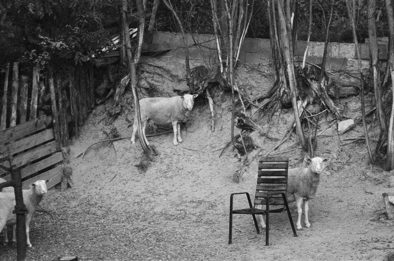sheeps