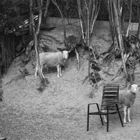 sheeps