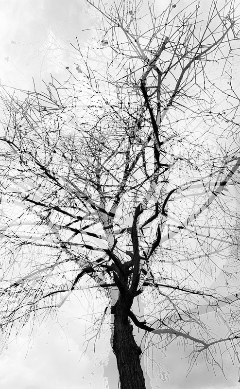 One Tree In Search Of A Forest