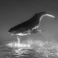 Whale Dreams