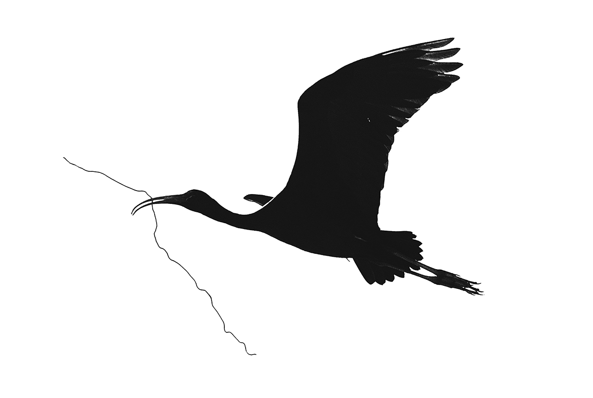 Nesting Cormorants