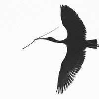 Nesting Cormorants