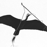 Nesting Cormorants