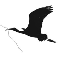 Nesting Cormorants