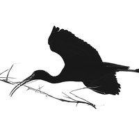 Nesting Cormorants