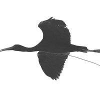 Nesting Cormorants