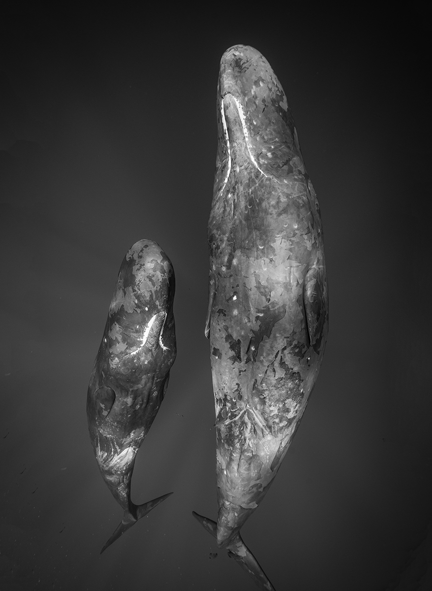 Giants Of The Deep
