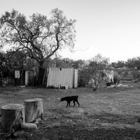 Black Dog (EDOMEX)