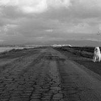 Sposa