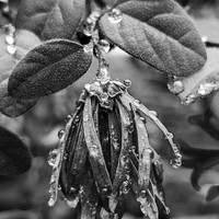 Raindrops on petals