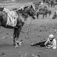 Buzkashi - Men's World