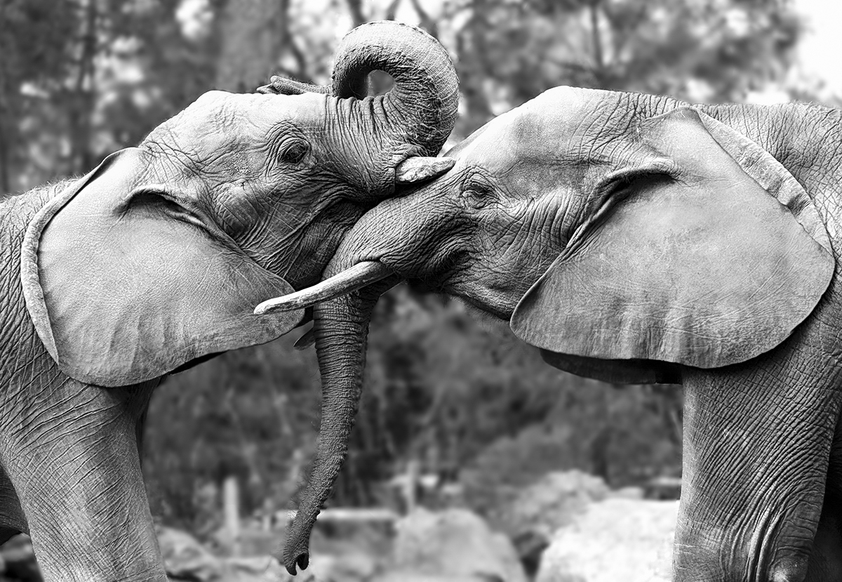 Tendresse colossale