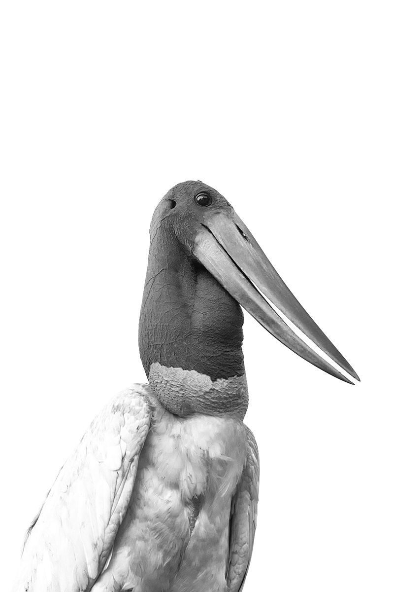 Jabiru Stork
