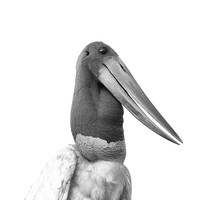Jabiru Stork
