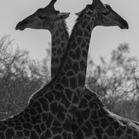 Natural Simmetries